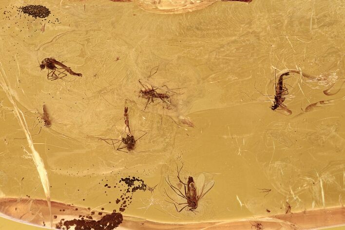 Fossil True Midge Swarm and Springtail in Baltic Amber #288496